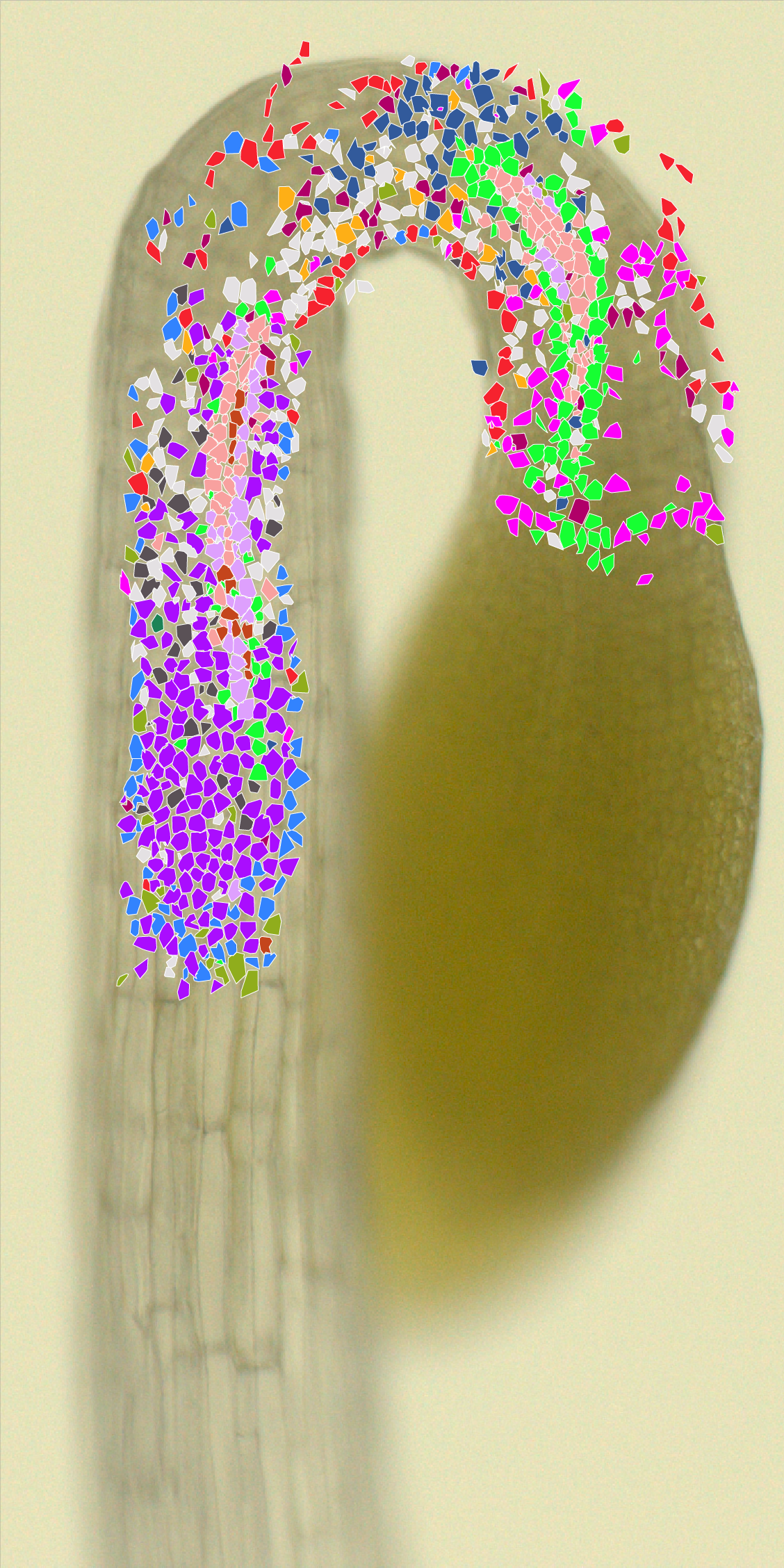 The same hook with segmented cells colored by assigned cell state