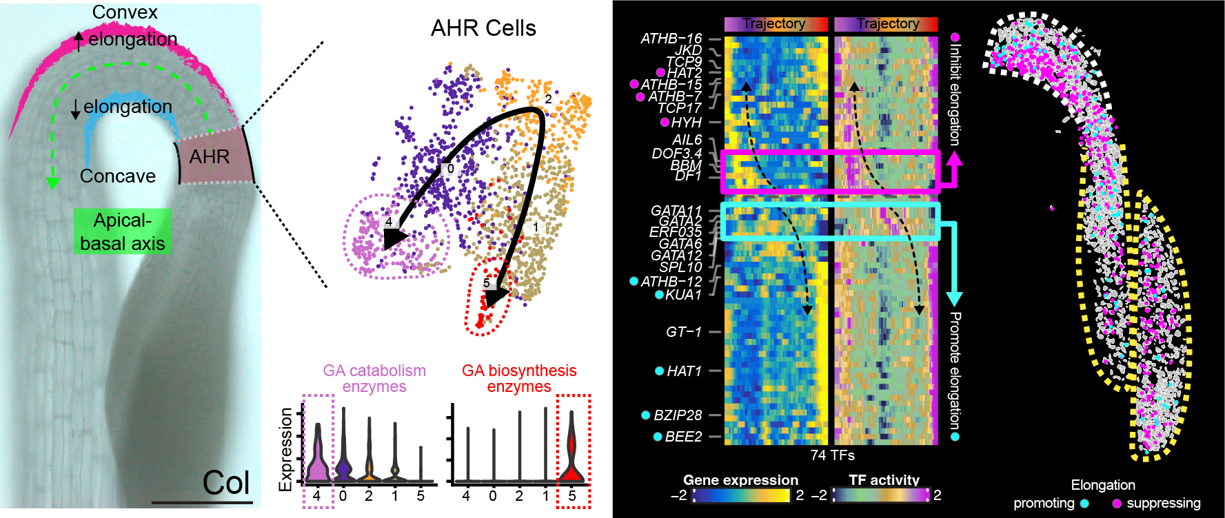 Apical hook anatomy with convex and concave elongation zones, the AHR cell trajectory, GA catabolism and biosynthesis expression, and transcription-factor activity mapped back onto the hook