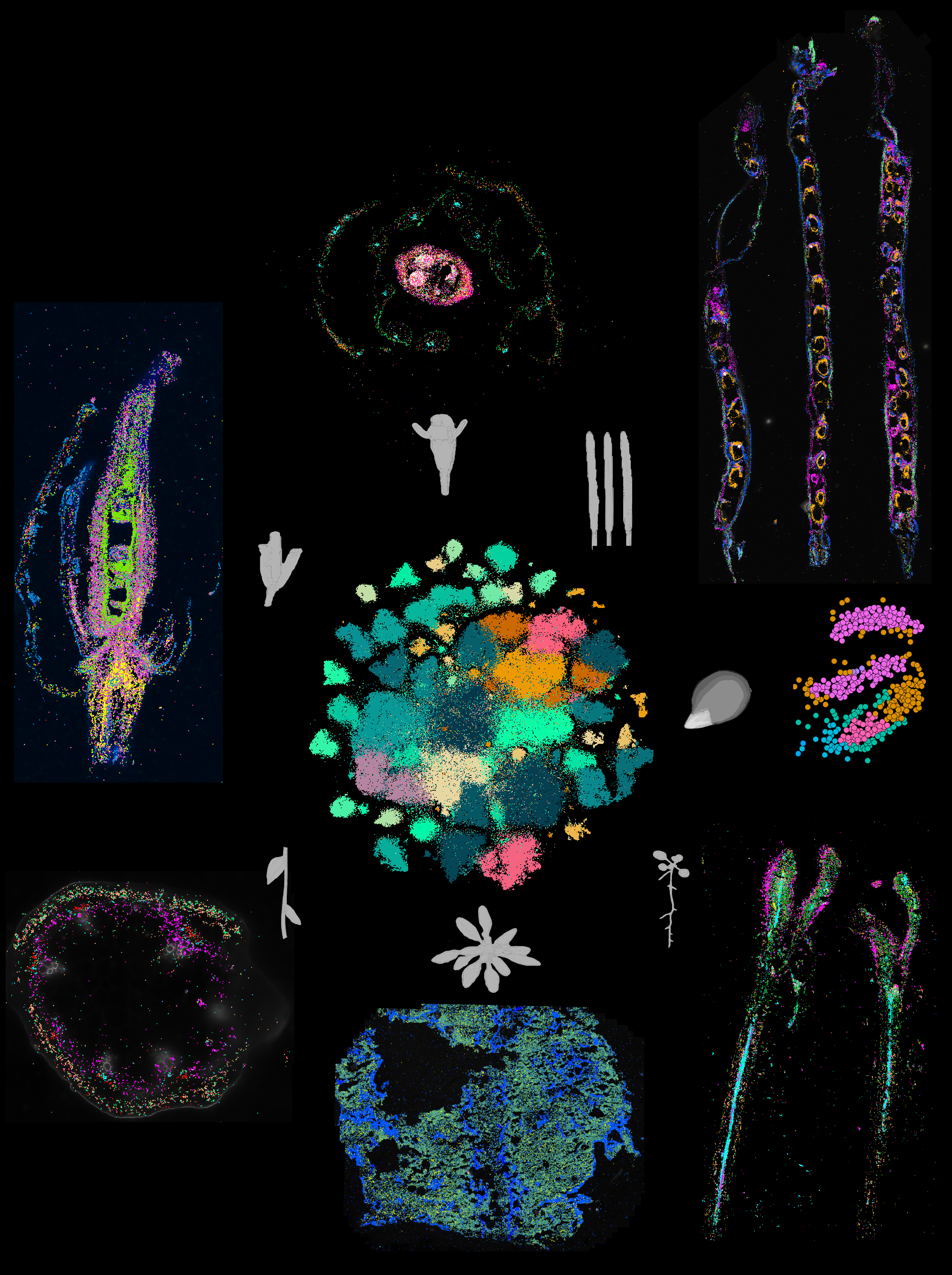 Spatial transcriptomic sections from across the Arabidopsis life cycle — flower, silique, leaf, root and seedling — arranged around the integrated cluster embedding